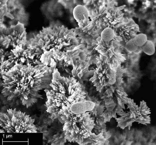 Nicht einmal 1 µm werden die Ammoniak-oxidierenden Bakterien mit ihrer kugeligen oder erdnussförmigen Gestalt groß. Aus trockenen und neutral bis alkalischen Böden geben sie HONO in die Atmosphäre ab. Nicht einmal 1 µm werden die Ammoniak-oxidierenden Bakterien mit ihrer kugeligen oder erdnussförmigen Gestalt groß. Aus trockenen und neutral bis alkalischen Böden geben sie HONO in die Atmosphäre ab.