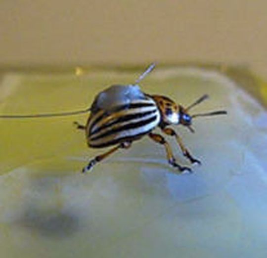 Ein Freiburger Forschungsteam entwickelt künstliche Oberflächen, auf denen Insekten nicht anhaften können. Ein Freiburger Forschungsteam entwickelt künstliche Oberflächen, auf denen Insekten nicht anhaften können.