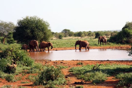 Im Rahmen des „Instant Wild“-Projekts (Wildschutzsofortprojekt) senden neuartige satellitenverbundene, bewegungsgesteuerte Kameras nahezu in Echtzeit Bilder von Tieren aus den entlegensten Gegenden Afrikas. Im Rahmen des „Instant Wild“-Projekts (Wildschutzsofortprojekt) senden neuartige satellitenverbundene, bewegungsgesteuerte Kameras nahezu in Echtzeit Bilder von Tieren aus den entlegensten Gegenden Afrikas.