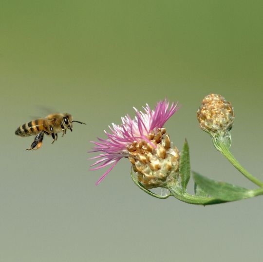 Honigbiene fliegt Blume an. Honigbiene fliegt Blume an.