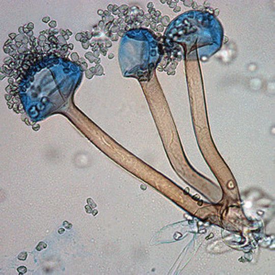Der Schimmelpilz Rhizopus microsporus var. oligosporus Der Schimmelpilz Rhizopus microsporus var. oligosporus