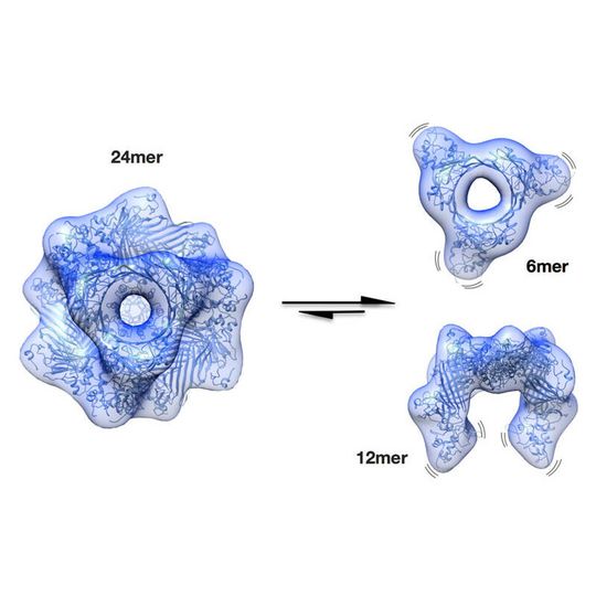 Speicherform (24mer) und aktive Formen des αB-Crystallins, die vor grauem Star schützen. Speicherform (24mer) und aktive Formen des αB-Crystallins, die vor grauem Star schützen.