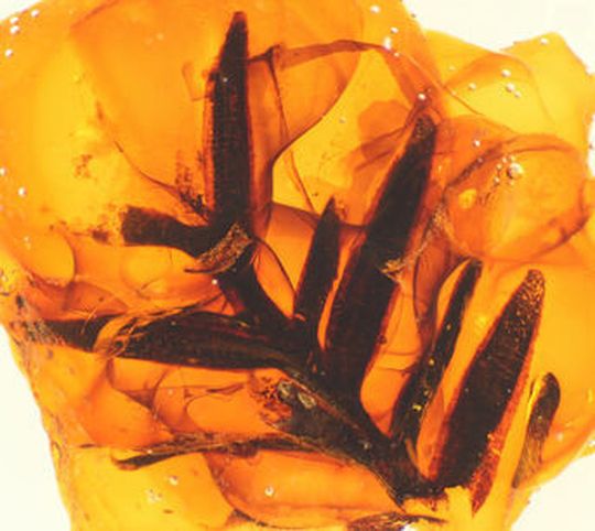 Das Team untersuchte Proben aus beinahe allen wichtigen Bernstein-Vorkommen weltweit, wie diesen Bernstein mit einem Einschluss von fossilen Nadeln, etwa 77 Millionen Jahre alt. Das Team untersuchte Proben aus beinahe allen wichtigen Bernstein-Vorkommen weltweit, wie diesen Bernstein mit einem Einschluss von fossilen Nadeln, etwa 77 Millionen Jahre alt.