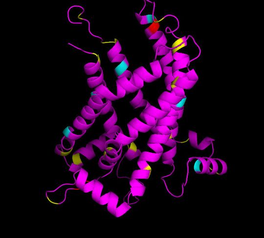 An der 3-D Struktur des Proteins UCP1 können Bindungsstellen für Moleküle gefunden werden. An der 3-D Struktur des Proteins UCP1 können Bindungsstellen für Moleküle gefunden werden.