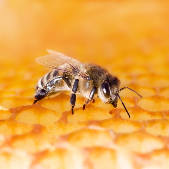 Körperreaktion auf Bienengift stärkt Hypothese zur Entstehung von Allergien. Körperreaktion auf Bienengift stärkt Hypothese zur Entstehung von Allergien.