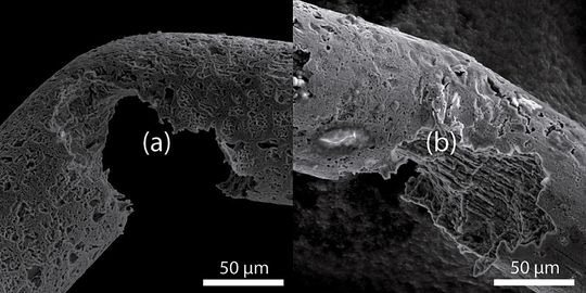 Korrosion und Querschnitte: Kaltgezogene binäre Eisen-Mangan-Legierungen (oben) weisen bereits nach mehreren Tagen in Rinderserum Muldenkorrosion und Spannungsrisskorrosion auf. Schematische Abbildungen von Drahtquerschnitten (unten): Eisenlegierung (a), Eisenlegierung mit Magnesiumkern (b), ... Korrosion und Querschnitte: Kaltgezogene binäre Eisen-Mangan-Legierungen (oben) weisen bereits nach mehreren Tagen in Rinderserum Muldenkorrosion und Spannungsrisskorrosion auf. Schematische Abbildungen von Drahtquerschnitten (unten): Eisenlegierung (a), Eisenlegierung mit Magnesiumkern (b), ...