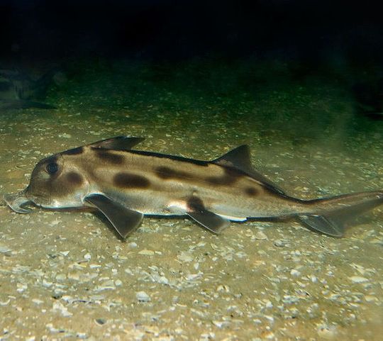 Knorpelfische wie die Australischen Pflugnasenchimären besitzen ein einfacheres Immunsystem als die meisten Wirbeltiere und liefern erstmals eine Erklärung, warum das Skelett von Knorpelfischen nicht verknöchert. Knorpelfische wie die Australischen Pflugnasenchimären besitzen ein einfacheres Immunsystem als die meisten Wirbeltiere und liefern erstmals eine Erklärung, warum das Skelett von Knorpelfischen nicht verknöchert.