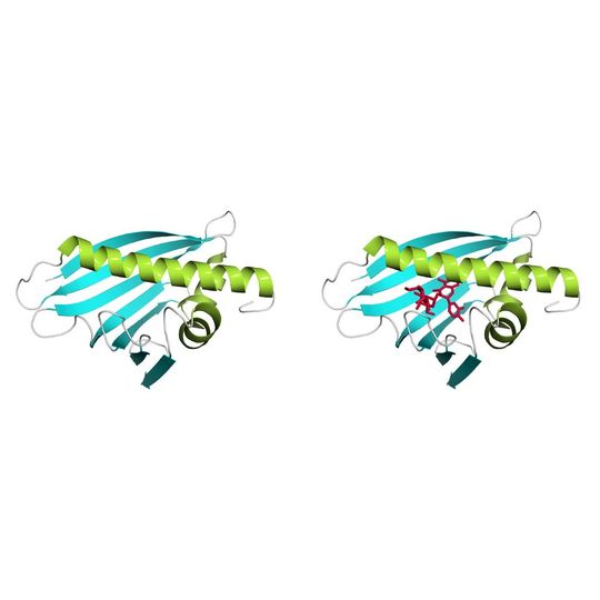 Bet v 1a, ein Hauptallergen der Birke. Die Funktion der großen Höhle (l.) als Bindungsstelle für einen Liganden (r.) wurde jetzt am Forschungszentrum für Bio-Makromoleküle der Universität Bayreuth aufgeklärt. Bet v 1a, ein Hauptallergen der Birke. Die Funktion der großen Höhle (l.) als Bindungsstelle für einen Liganden (r.) wurde jetzt am Forschungszentrum für Bio-Makromoleküle der Universität Bayreuth aufgeklärt.