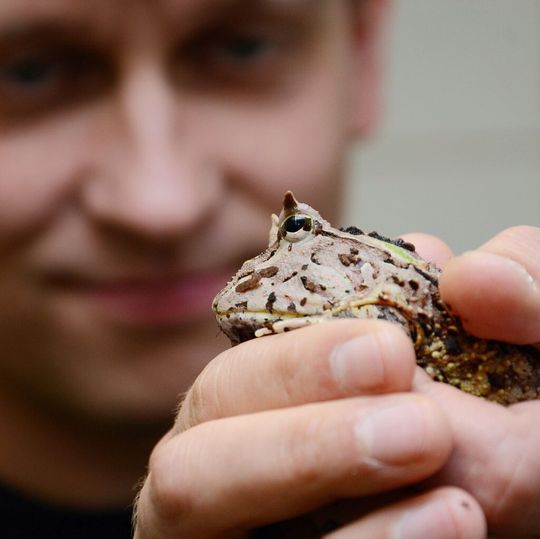 Abb. 1: Zoologe Thomas Kleinteich untersucht in seinem Projekt den Haftmechanismus von Amphibienzungen, beispielsweise des Schmuckhornfrosches. Abb. 1: Zoologe Thomas Kleinteich untersucht in seinem Projekt den Haftmechanismus von Amphibienzungen, beispielsweise des Schmuckhornfrosches.