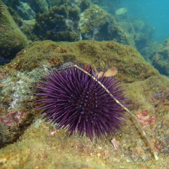 Muss sich auf eine zunehmende Ozeanversauerung einstellen – Seeigel im Mittelmeer. Muss sich auf eine zunehmende Ozeanversauerung einstellen – Seeigel im Mittelmeer.