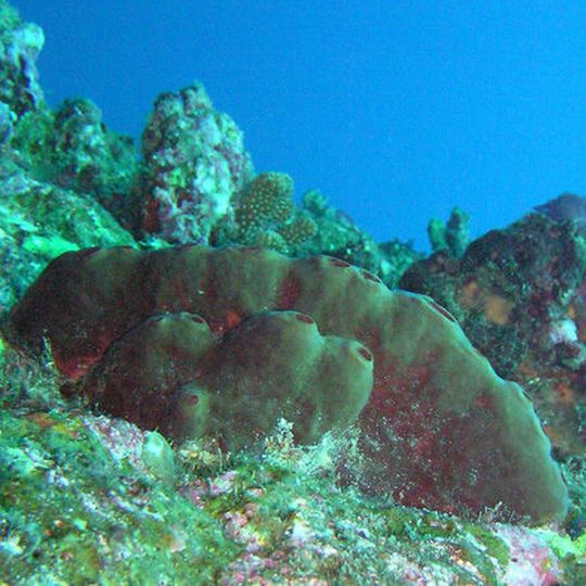 Der Meeresschwamm Theonella swinhoei, der bei Japan vorkommt, erinnert an einen glatten Stein mit Öffnungen an der Oberseite. Der Meeresschwamm Theonella swinhoei, der bei Japan vorkommt, erinnert an einen glatten Stein mit Öffnungen an der Oberseite.
