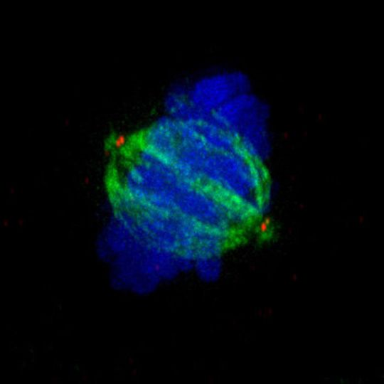 Normale Teilung der Chromosomen (blau) mit zwei Zentrosomen (rot) an einem bipolaren Spindelapparat (grün). Normale Teilung der Chromosomen (blau) mit zwei Zentrosomen (rot) an einem bipolaren Spindelapparat (grün).