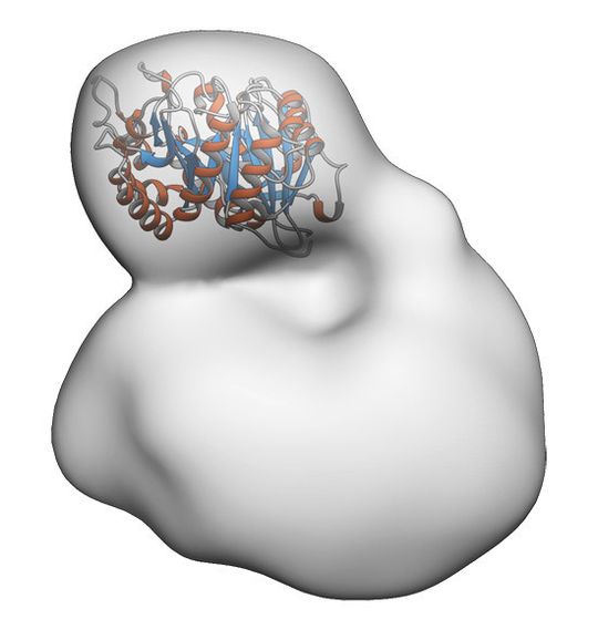Seitenansicht des menschlichen Transporter-Helferprotein-Komplexes. Das Helferprotein ist bunt dargestellt. Seitenansicht des menschlichen Transporter-Helferprotein-Komplexes. Das Helferprotein ist bunt dargestellt.