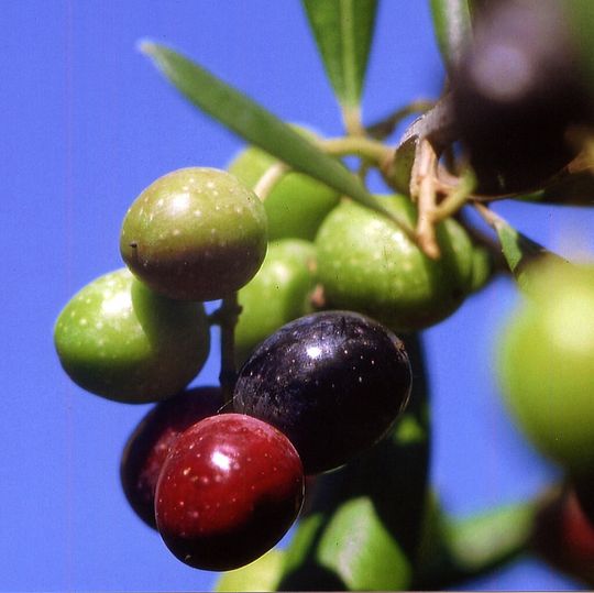 Die Olive kann mehr – Rückstände aus der Olivenöl-Pressung sollen künftig u.a. umweltfreundliche Energie liefern. Die Olive kann mehr – Rückstände aus der Olivenöl-Pressung sollen künftig u.a. umweltfreundliche Energie liefern.