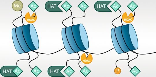 Eine Aktivierung der Histon-Deacetylasen (HDACs) bewirkt, dass Lysinreste am N-terminalen Ende der Histone deacetyliert werden. Die damit verbundene Ladungsänderung des Lysinrests führt zur Kondensation der Chromatinstruktur und zur Repression der Transkription. Die Histon-Acetyltransferasen (HATs) kehren den Prozess durch Acetylierung der Lysinreste um. Dadurch relaxiert das Chromatin und wird somit zugänglich für Transkriptionsfaktoren. Eine Aktivierung der Histon-Deacetylasen (HDACs) bewirkt, dass Lysinreste am N-terminalen Ende der Histone deacetyliert werden. Die damit verbundene Ladungsänderung des Lysinrests führt zur Kondensation der Chromatinstruktur und zur Repression der Transkription. Die Histon-Acetyltransferasen (HATs) kehren den Prozess durch Acetylierung der Lysinreste um. Dadurch relaxiert das Chromatin und wird somit zugänglich für Transkriptionsfaktoren.
