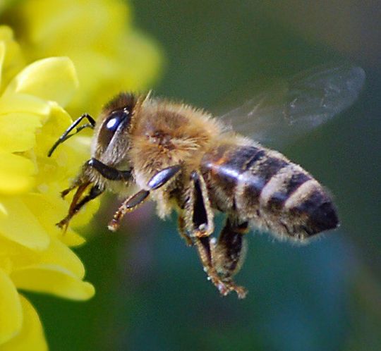 Bienensterben – Wildbienen stecken sich offenbar direkt bei Honigbienen an Bienensterben – Wildbienen stecken sich offenbar direkt bei Honigbienen an