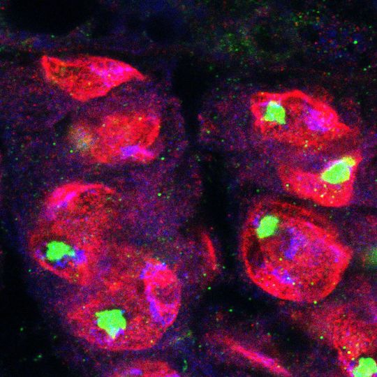 Konfokale Aufnahme eines Drosophila-Hoden, die die Lokalisation des Hox-Proteins Abd-B (grün) zeigt. Abd-B ist essenziell für die Positionierung und die Funktion der Stammzell-Nische. Konfokale Aufnahme eines Drosophila-Hoden, die die Lokalisation des Hox-Proteins Abd-B (grün) zeigt. Abd-B ist essenziell für die Positionierung und die Funktion der Stammzell-Nische.