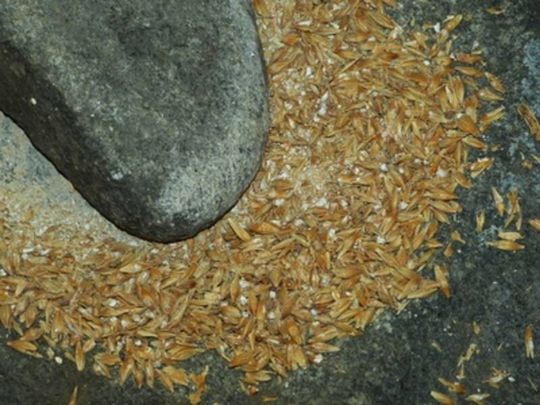 Mühlennebenprodukte entstehen beim Mahlvorgang. Die Umwandlung in Biobutanol könnte künftig für die Mühlenbetreiber ein neuartiger und umweltschonender Verwertungsweg eines Abfallproduktes sein. Mühlennebenprodukte entstehen beim Mahlvorgang. Die Umwandlung in Biobutanol könnte künftig für die Mühlenbetreiber ein neuartiger und umweltschonender Verwertungsweg eines Abfallproduktes sein.