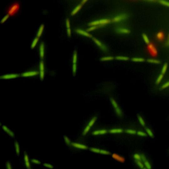 Bakterium Bacillus subtilis Bakterium Bacillus subtilis