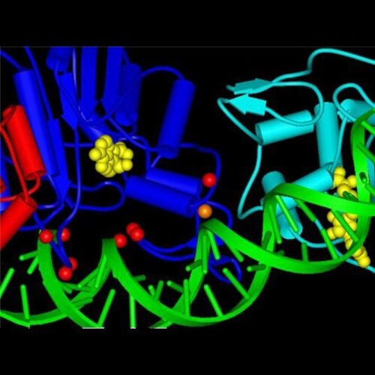 Ausschnitt aus der Struktur der Dnmt3a DNA Methylt-ransferase (rot, blau und cyan) mit DNA (grüne). Die Positionen von Mutationen in Tumoren sind durch rote und orange Kugeln dargestellt. Ausschnitt aus der Struktur der Dnmt3a DNA Methylt-ransferase (rot, blau und cyan) mit DNA (grüne). Die Positionen von Mutationen in Tumoren sind durch rote und orange Kugeln dargestellt.