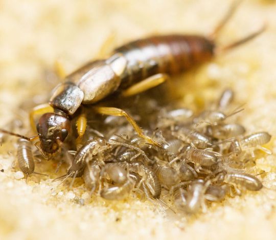 Weibchen des Europäischen Ohrwurms (Forficula auricularia) mit ihren Jungen Weibchen des Europäischen Ohrwurms (Forficula auricularia) mit ihren Jungen