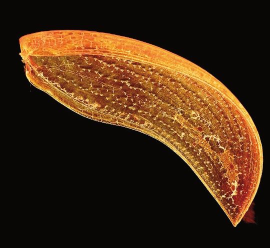 Mikroskopaufnahme der zugrunde liegenden Natur-Struktur, die den Bau des Pavillions beeinflusste, der am Tag der deutschen Einheit in Stuttgart gezeigt wurde.