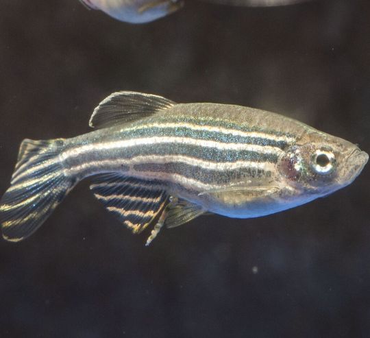 Der Zebrafisch oder auch Zebrabärbling dient als Modellorganismus für die Forschung zur embryonalen Entwicklung von Wirbeltieren. Der Zebrafisch oder auch Zebrabärbling dient als Modellorganismus für die Forschung zur embryonalen Entwicklung von Wirbeltieren.