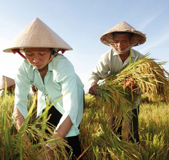 Reis-Ernte in Vietnam. Ziel der neuen Zusammenarbeit ist die Züchtung neuer ertragsstarker Hybridreis-Sorten. Reis-Ernte in Vietnam. Ziel der neuen Zusammenarbeit ist die Züchtung neuer ertragsstarker Hybridreis-Sorten.