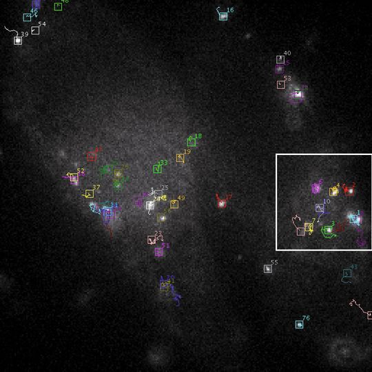 Abb. 1a Tracking-Ergebnis für Viruspartikel: Mikroskopiebild von zeitaufgelösten Daten überlagert mit automatisch ermittelten Trajektorien von HIV-1 Partikeln (in verschiedenen Farben). Die Kästchen geben die gefunden Positionen zum aktuellen Zeitpunkt an. (weißer Rahmen: Ausschnitt der Vergößerung ...) Abb. 1a Tracking-Ergebnis für Viruspartikel: Mikroskopiebild von zeitaufgelösten Daten überlagert mit automatisch ermittelten Trajektorien von HIV-1 Partikeln (in verschiedenen Farben). Die Kästchen geben die gefunden Positionen zum aktuellen Zeitpunkt an. (weißer Rahmen: Ausschnitt der Vergößerung ...)