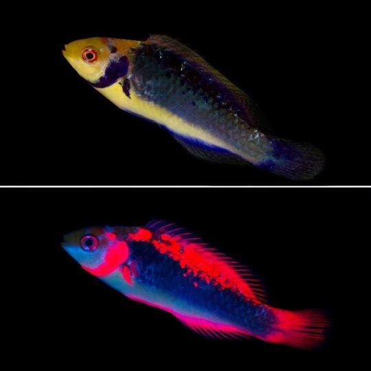 Der Rotaugen-Zwerglippfisch nutzt die eigene Fluoreszenz, um sein Revier zu verteidigen und um zu kommunizieren. Der Rotaugen-Zwerglippfisch nutzt die eigene Fluoreszenz, um sein Revier zu verteidigen und um zu kommunizieren.