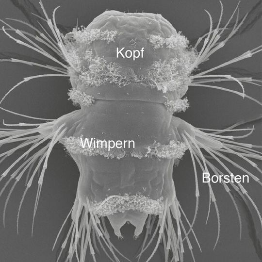 Eine drei Tage alte Larve besitzt mehrere Wimpernbänder zum Schwimmen sowie drei Borstenpaare, mit denen sie sich am Untergrund festhalten kann (der Vorderteil des Tieres zeigt nach oben). Eine drei Tage alte Larve besitzt mehrere Wimpernbänder zum Schwimmen sowie drei Borstenpaare, mit denen sie sich am Untergrund festhalten kann (der Vorderteil des Tieres zeigt nach oben).