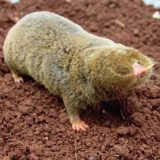 Eine internationales Konsortium hat das Genom des Blindmulls entschlüsselt. Im Bild – Blindmull Spalax galili Eine internationales Konsortium hat das Genom des Blindmulls entschlüsselt. Im Bild – Blindmull Spalax galili