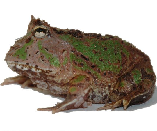 Ein Schmuckhornfrosch aus der südamerikanischen Gattung Ceratophrys. Ein Schmuckhornfrosch aus der südamerikanischen Gattung Ceratophrys.