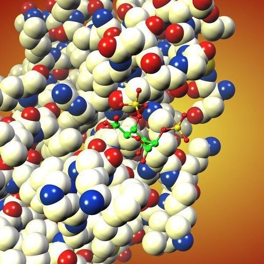 Ein kleines Molekül verhindert einen Fehlalarm im Immunsystem: Die disulfatierte Iduronsäure, dargestellt durch die kleinen durch Stäbchen verbundenen Kugeln (grün: Kohlenstoff; rot: Sauerstoff; gelb: Schwefel; Wasserstoff ist nicht dargestellt), schließt sich mit dem Chemokin CCL20, einem Signalprotein, zusammen, das dann nicht mehr an dem entsprechenden Rezeptor der T-Leukozyten binden kann. Die Entzündungsreaktion der weißen Blutkörperchen wird so gehemmt. Ein kleines Molekül verhindert einen Fehlalarm im Immunsystem: Die disulfatierte Iduronsäure, dargestellt durch die kleinen durch Stäbchen verbundenen Kugeln (grün: Kohlenstoff; rot: Sauerstoff; gelb: Schwefel; Wasserstoff ist nicht dargestellt), schließt sich mit dem Chemokin CCL20, einem Signalprotein, zusammen, das dann nicht mehr an dem entsprechenden Rezeptor der T-Leukozyten binden kann. Die Entzündungsreaktion der weißen Blutkörperchen wird so gehemmt.