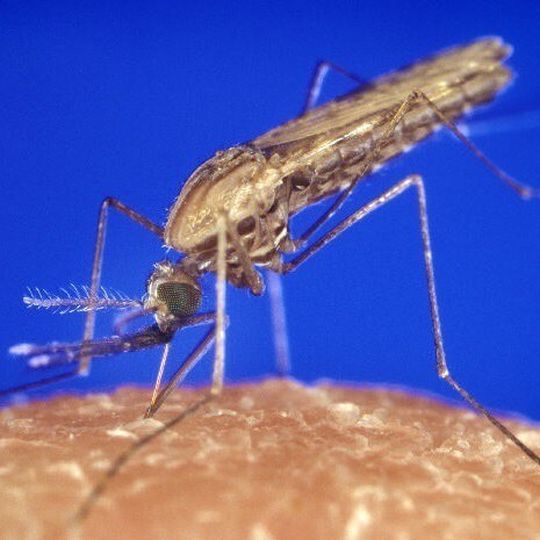 Mücken der Art Anopheles übertragen die Malaria. Mücken der Art Anopheles übertragen die Malaria.