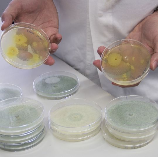 Verschiedene Stämme von Trichoderma reesei Verschiedene Stämme von Trichoderma reesei