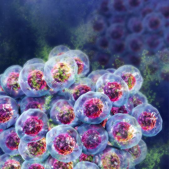 Zur Bestimmung der Zellviabilität in 3D-Kulturen hat Promega seine Celltiter-Glo-Familie erweitert. Zur Bestimmung der Zellviabilität in 3D-Kulturen hat Promega seine Celltiter-Glo-Familie erweitert.