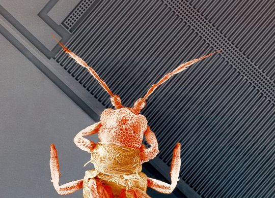 MEMS-Sensoren: Das Bild eines Rasterelektronenmikroskops (REM) zeigt die feinen geätzten Silizium-Strukturen eines Beschleunigungssensors von Bosch. Als Größenvergleich ist auf dem Chip zudem ein Insekt abgebildet. Die langen, diagonal durch das Bild laufenden Silizium-Strukturen messen die Beschleunigung. Sie sind rund 500 µm lang und nur etwa 3 µm dick. Die Fühler des Insekts sind rund 500 µm lang. Die Aufnahme ist nachträglich am Computer eingefärbt worden. MEMS-Sensoren: Das Bild eines Rasterelektronenmikroskops (REM) zeigt die feinen geätzten Silizium-Strukturen eines Beschleunigungssensors von Bosch. Als Größenvergleich ist auf dem Chip zudem ein Insekt abgebildet. Die langen, diagonal durch das Bild laufenden Silizium-Strukturen messen die Beschleunigung. Sie sind rund 500 µm lang und nur etwa 3 µm dick. Die Fühler des Insekts sind rund 500 µm lang. Die Aufnahme ist nachträglich am Computer eingefärbt worden.
