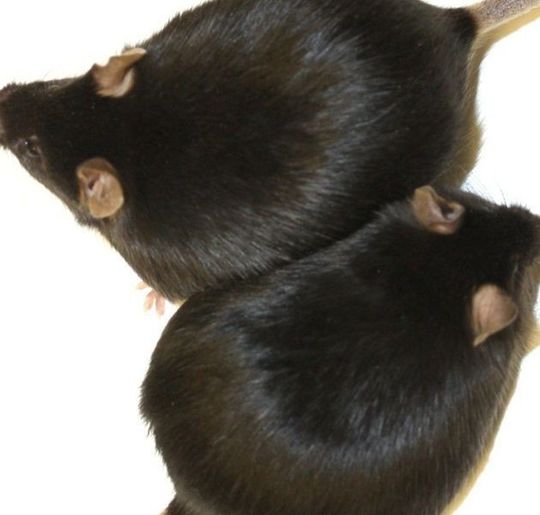 Dick und gesund: Mäuse, bei denen das Enzym HO-1 ausgeschaltet wird, nehmen zwar zu wie ihre Artgenossen mit dem Enzym. Sie bleiben aber gesund und leben genau so lange wie normalgewichtige Tiere. Dick und gesund: Mäuse, bei denen das Enzym HO-1 ausgeschaltet wird, nehmen zwar zu wie ihre Artgenossen mit dem Enzym. Sie bleiben aber gesund und leben genau so lange wie normalgewichtige Tiere.