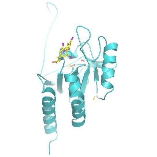 Das Enzym Dejodase (grün) und das Hormon Thyroxin (gelb) mit seinen vier Iod-Atomen (violett). Die drei farbig markierten Enden des Enzyms sind daran beteiligt, dass eines dieser Atome entfernt wird. Das Enzym Dejodase (grün) und das Hormon Thyroxin (gelb) mit seinen vier Iod-Atomen (violett). Die drei farbig markierten Enden des Enzyms sind daran beteiligt, dass eines dieser Atome entfernt wird.