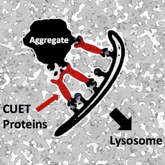 Die neu entdeckten Proteine, CUET Proteine genannt (kurz für Cue5/Tollip adaptors; rot markiert), erkennen pathologische Proteinaggregate (zellulären Abfall) – unter anderem Proteinaggregate, die bei verschiedenen neurodegenerativen Krankheiten vorkommen. CUET-Proteine geleiten diese Aggregate anschließend zu den zellulären Abfallentsorgungs- und Recyclingstationen, den Lysosomen. Die neu entdeckten Proteine, CUET Proteine genannt (kurz für Cue5/Tollip adaptors; rot markiert), erkennen pathologische Proteinaggregate (zellulären Abfall) – unter anderem Proteinaggregate, die bei verschiedenen neurodegenerativen Krankheiten vorkommen. CUET-Proteine geleiten diese Aggregate anschließend zu den zellulären Abfallentsorgungs- und Recyclingstationen, den Lysosomen.