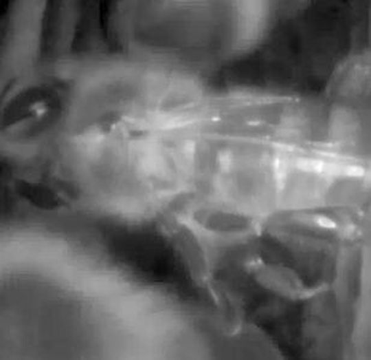 Eine schlafende Biene (Ausschnitt): Die Aufnahme stammt aus einem Bienenstock und wurde mit einem Endoskop bei Infrarotlicht gemacht. Eine schlafende Biene (Ausschnitt): Die Aufnahme stammt aus einem Bienenstock und wurde mit einem Endoskop bei Infrarotlicht gemacht.