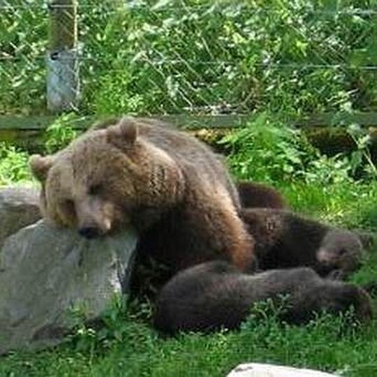 Der „russische Bär“ ist (wirtschaftlich) müde geworden. Der „russische Bär“ ist (wirtschaftlich) müde geworden.