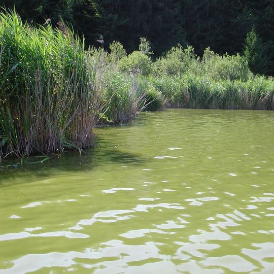 Das Cyanobakterium Microcystis sp. bildet in nährstoffbelasteten Gewässern während der Sommermonate häufig blaugrün gefärbte, toxische Algenblüten. Das Cyanobakterium Microcystis sp. bildet in nährstoffbelasteten Gewässern während der Sommermonate häufig blaugrün gefärbte, toxische Algenblüten.