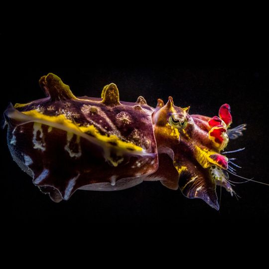 Der Tintenfisch Metasepia tullbergi ist nicht nur bunt, er kann sogar Farbwellen auf seiner Haut erzeugen. Der Tintenfisch Metasepia tullbergi ist nicht nur bunt, er kann sogar Farbwellen auf seiner Haut erzeugen.