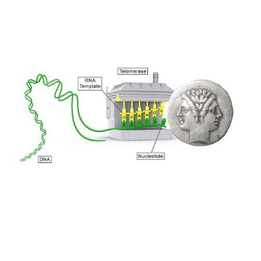 Telomerase, ein Enzym, das für die Unsterblichkeit von Zellen notwendig ist, wird auch von Krebszellen für ihr unkontrolliertes Wachstum benötigt. Telomerase, ein Enzym, das für die Unsterblichkeit von Zellen notwendig ist, wird auch von Krebszellen für ihr unkontrolliertes Wachstum benötigt.