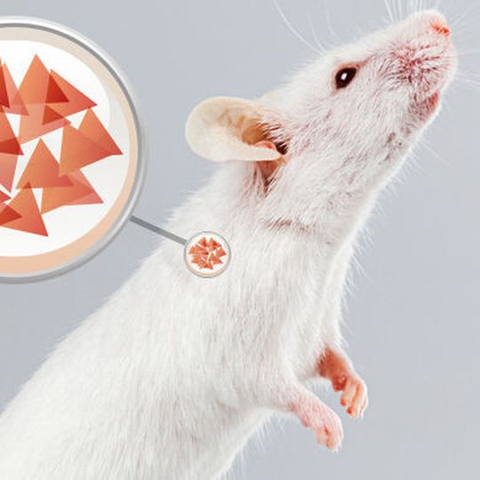 Ein Implantat mit Blutsäuresensor und insulinproduzierenden Zellen bringt einen im Rahmen von Diabetes aus der Balance geratenen Zuckerspiegel wieder ins Lot (Ausschnitt). Ein Implantat mit Blutsäuresensor und insulinproduzierenden Zellen bringt einen im Rahmen von Diabetes aus der Balance geratenen Zuckerspiegel wieder ins Lot (Ausschnitt).