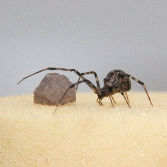 Die Wissenschaftler haben alle aktiven Gene der Gewächshausspinne Parasteatoda tepidariorum entschlüsselt. Die Wissenschaftler haben alle aktiven Gene der Gewächshausspinne Parasteatoda tepidariorum entschlüsselt.