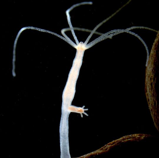 Die experimentelle Biologie hat der Entdeckung des Süßwasserpolypen Hydra vor über 300 Jahren eine Menge zu verdanken. Hydra wurde das erste Mal 1702 von Antoni van Leeuwenhoek beschrieben. 1744 publizierte dann Abraham Trembley eine Reihe bemerkenswerter Experimente mit Hydra, die ersten, die Regeneration, Gewebetransplantation und asexuelle Reproduktion in Tieren zeigten. Das Foto zeigt einen knospenden Polypen der Art Hydra magnipapillata. Die experimentelle Biologie hat der Entdeckung des Süßwasserpolypen Hydra vor über 300 Jahren eine Menge zu verdanken. Hydra wurde das erste Mal 1702 von Antoni van Leeuwenhoek beschrieben. 1744 publizierte dann Abraham Trembley eine Reihe bemerkenswerter Experimente mit Hydra, die ersten, die Regeneration, Gewebetransplantation und asexuelle Reproduktion in Tieren zeigten. Das Foto zeigt einen knospenden Polypen der Art Hydra magnipapillata.