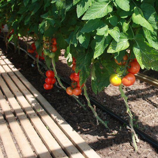 Bio-Tomaten wurzeln in Erde, hier in einem Gewächshaus der Bayerischen Landesanstalt für Wein- und Gartenbau (LWG) in Veitshöchheim. Bio-Tomaten wurzeln in Erde, hier in einem Gewächshaus der Bayerischen Landesanstalt für Wein- und Gartenbau (LWG) in Veitshöchheim.
